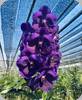 Vanda Boonserm Delight Blue